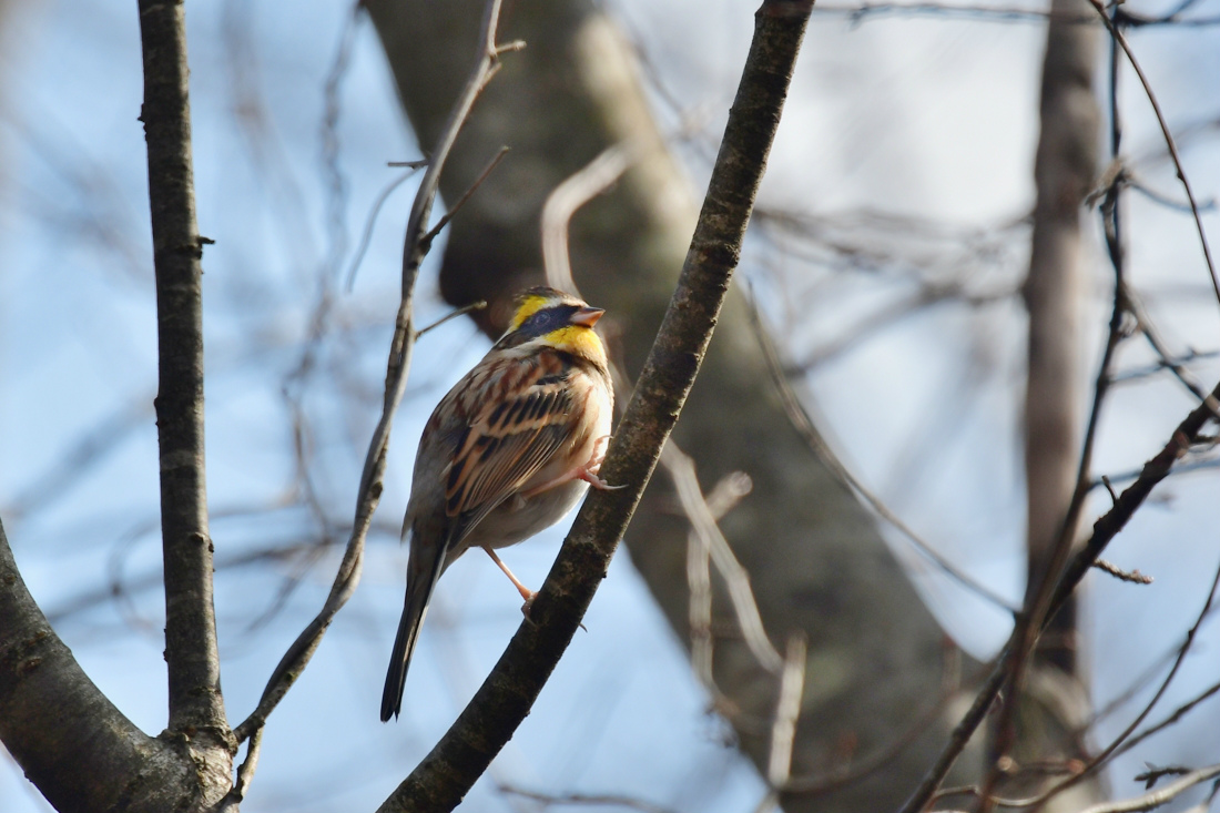 冬鳥三色 ルリビタキ ミヤマホオジロ ベニマシコ_f0053272_10541699.jpg