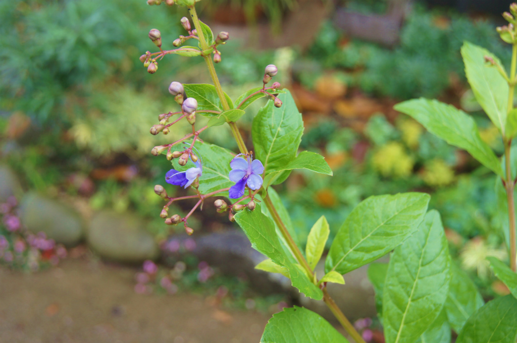 早生のタマネギ植え付け終了！_e0181373_21264015.jpg