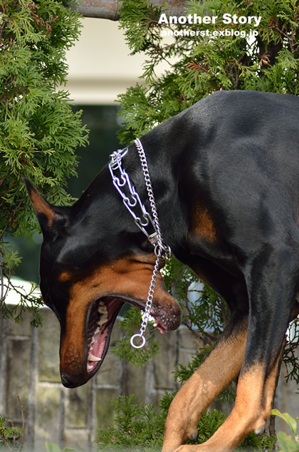 Guard Dog_a0238574_14561901.jpg