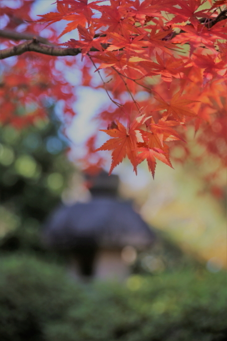 小春日和の紅葉_e0305388_10324531.jpg