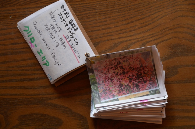 秋の仕込み苗…2016_c0124100_10492145.jpg