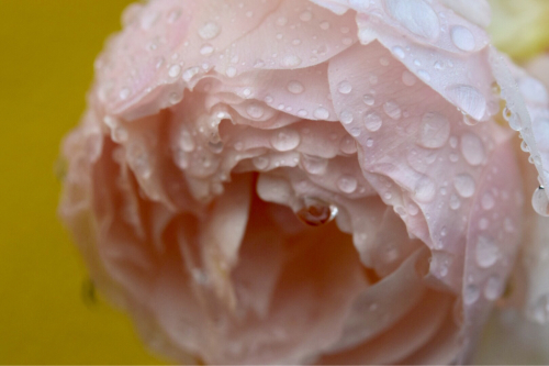 雨上がりの薔薇達。。。今朝のお庭より_e0346002_10111825.jpg