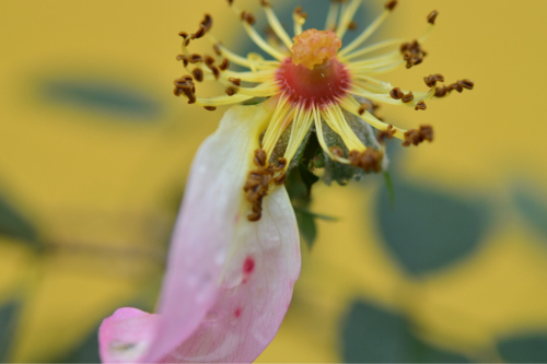 雨上がりの薔薇達。。。今朝のお庭より_e0346002_10112232.jpg