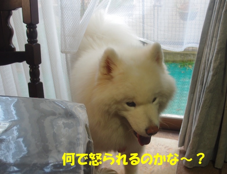 e0018604_20080357.jpg