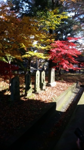 <紅葉>_d0191211_11272452.jpg