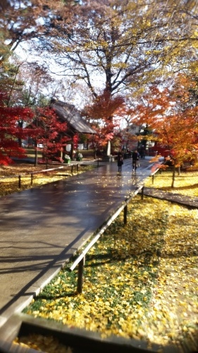 <紅葉>_d0191211_11282125.jpg