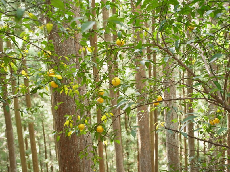 e0276411_22194312.jpg