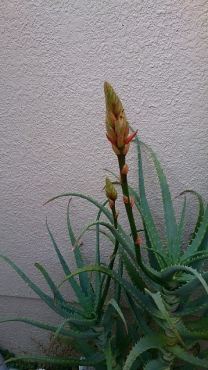 アロエの花(岡)_f0354314_21115482.jpg