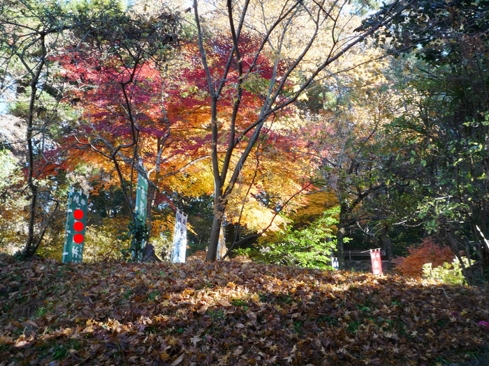 ＭＦの探鳥で会えた鳥たち_f0239515_2027313.jpg