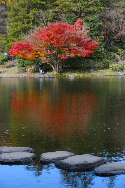 昭和記念公園、初冬_c0047919_102215.jpg