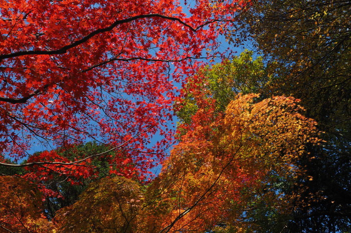 東山公園の紅葉_b0096620_02225790.jpg