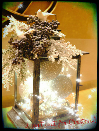 「クリスマスがやってきたー♪今年はドルチェ＆ガッバーナ」_a0000029_1473014.jpg