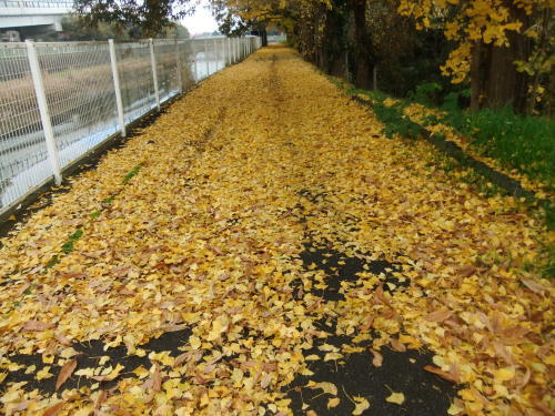 カワセミに遭遇.._b0137932_12051385.jpg