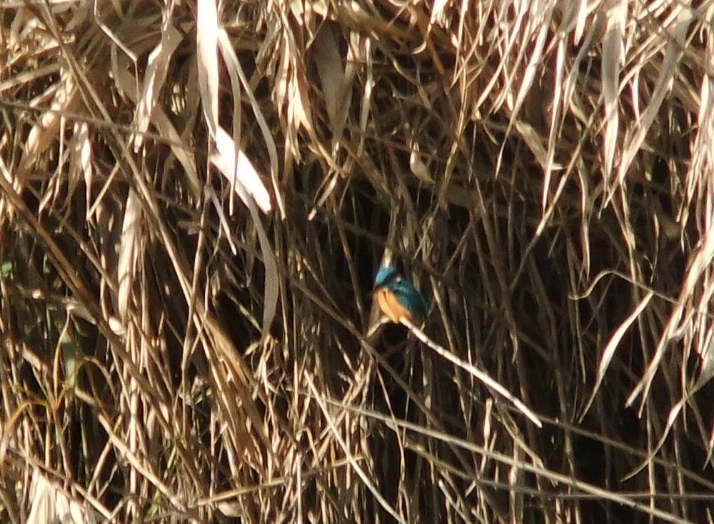 カワセミに遭遇.._b0137932_12203272.jpg