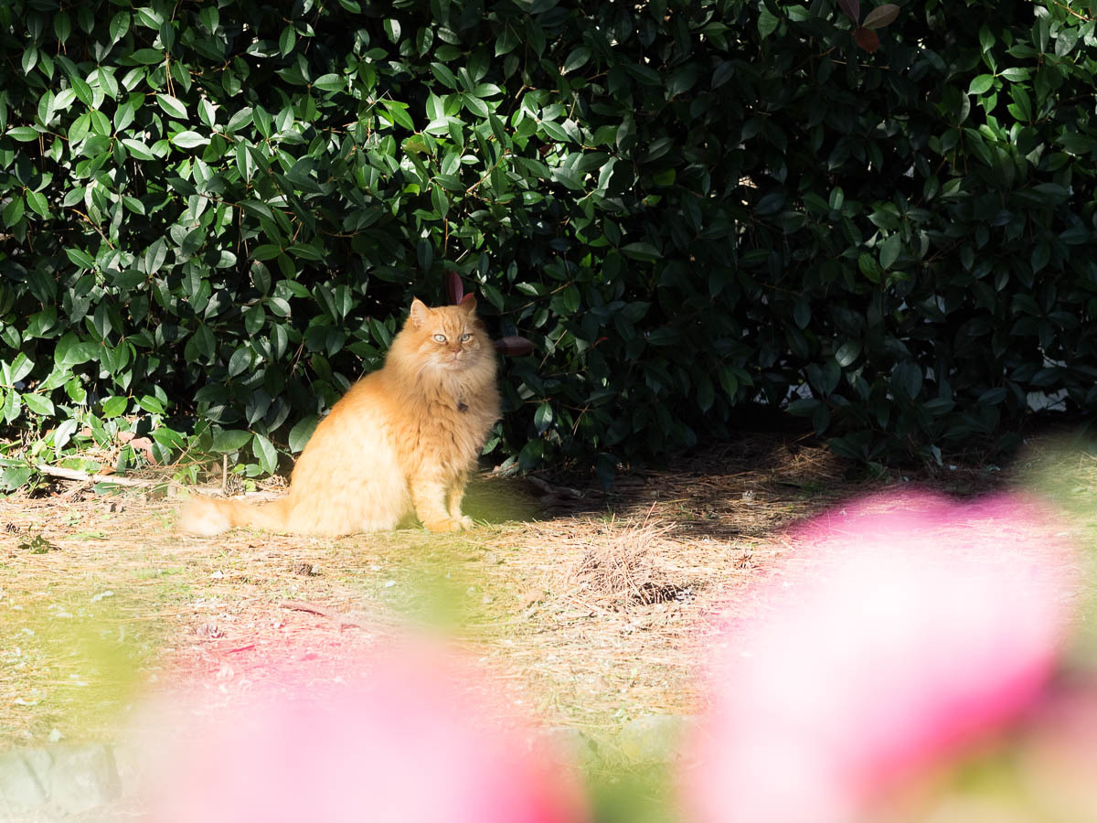 短足でぶ猫 この道は風なり 短足でぶ猫 この道は風なり