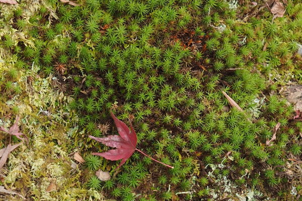 d0027243_12033671.jpg