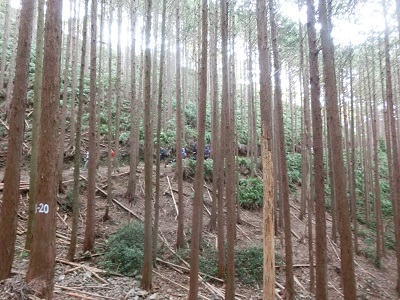 3日目「三浦峠道(熊ヶ谷道)」_f0019247_22455320.jpg