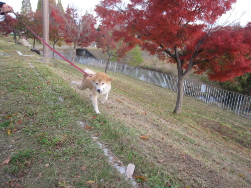 当分の間　公園ワン歩は快適だ！_f0245650_11482127.jpg