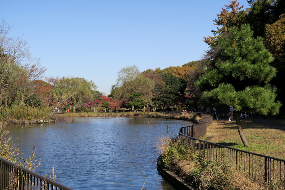 2016年11月26日 こども自然公園 紅葉狩り_c0127663_18194715.jpg