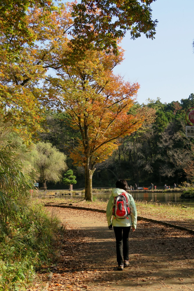 2016年11月26日 こども自然公園 紅葉狩り_c0127663_18202992.jpg