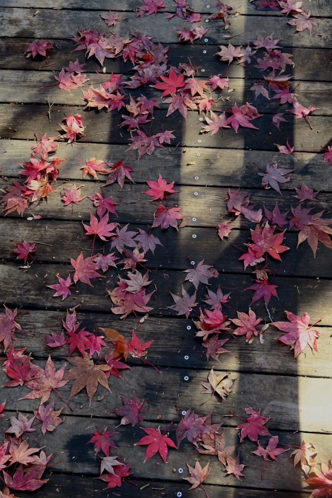 2016年11月26日 こども自然公園 紅葉狩り_c0127663_1865565.jpg