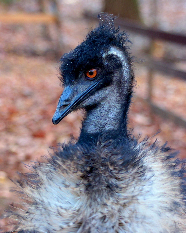 　埼玉県こども動物自然公園から_c0305565_17472627.jpg