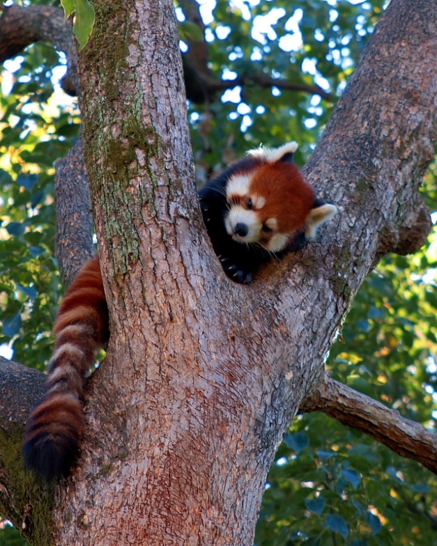 　埼玉県こども動物自然公園から_c0305565_17474756.jpg