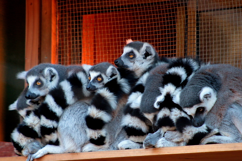 　埼玉県こども動物自然公園から_c0305565_17480439.jpg