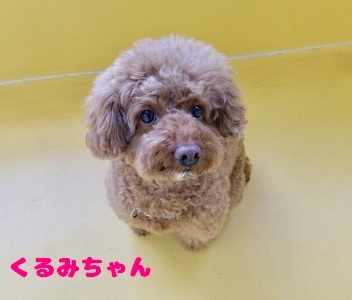 大好きなおもちゃ遊び★_f0357682_20161923.jpg