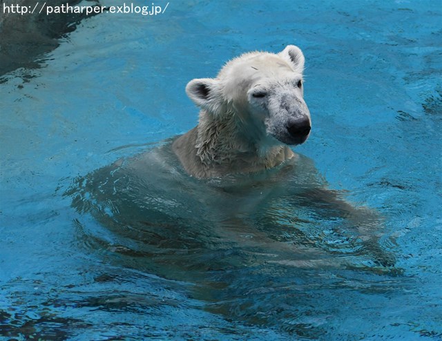 ２０１６年１１月　天王寺動物園　その１　Shilkaと白い籠_a0052986_7212751.jpg