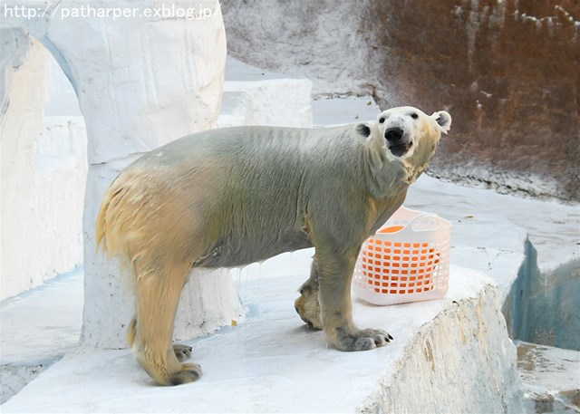 ２０１６年１１月　天王寺動物園　その１　Shilkaと白い籠_a0052986_734116.jpg