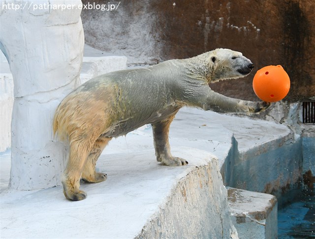 ２０１６年１１月　天王寺動物園　その１　Shilkaと白い籠_a0052986_7351016.jpg