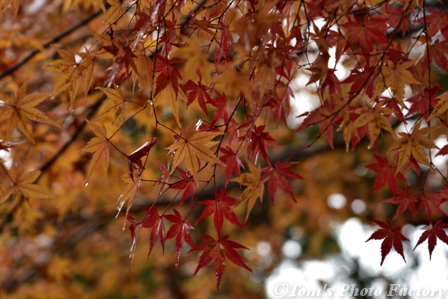 富山散歩～県西部274～上日寺の散り紅葉 - Tomの一人旅～気のむくまま、足のむくまま～