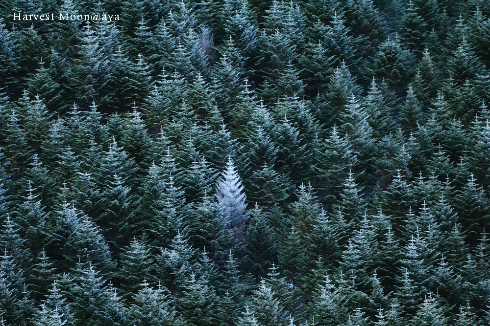 b0208495_01135892.jpg