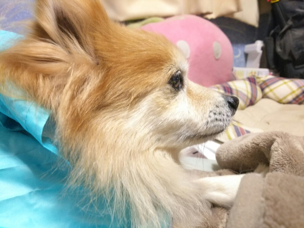 c0128896_15222457.jpg