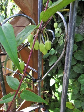 c0117898_15234813.jpg