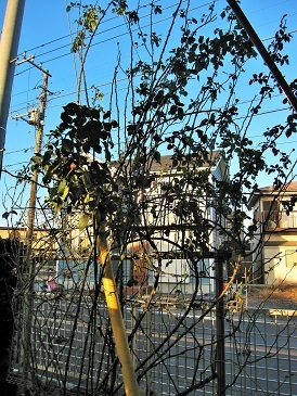 c0117898_15261310.jpg