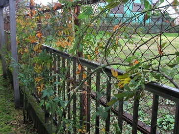 c0117898_15270783.jpg