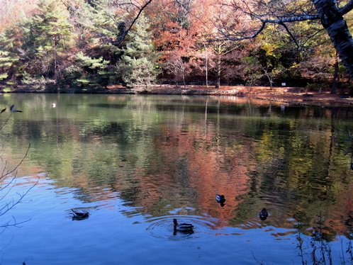 思いがけない紅葉の宝ケ池_a0164011_23253833.jpg