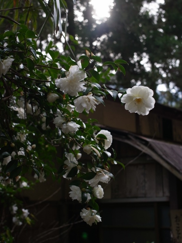 e0276411_094612.jpg