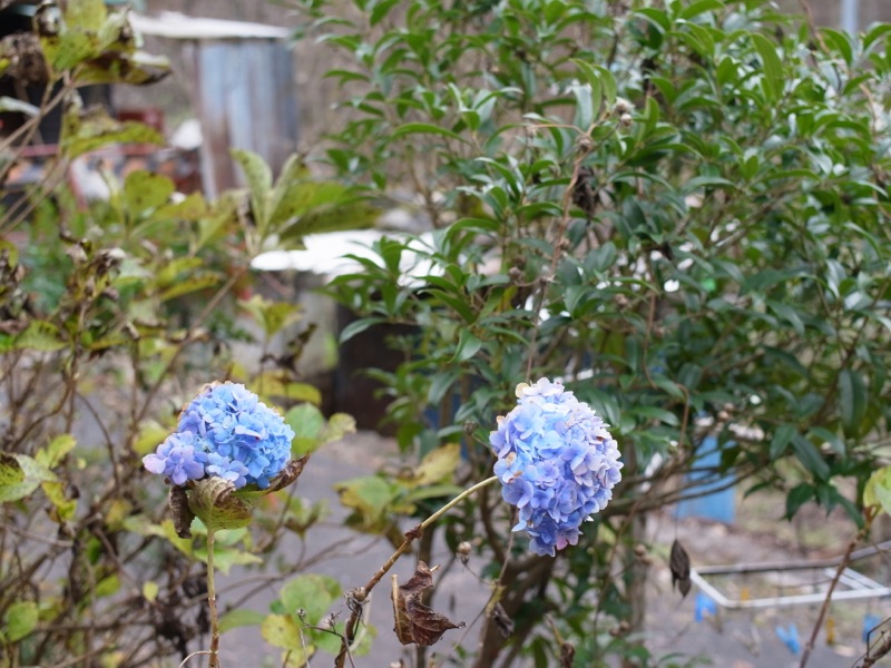 e0276411_095285.jpg
