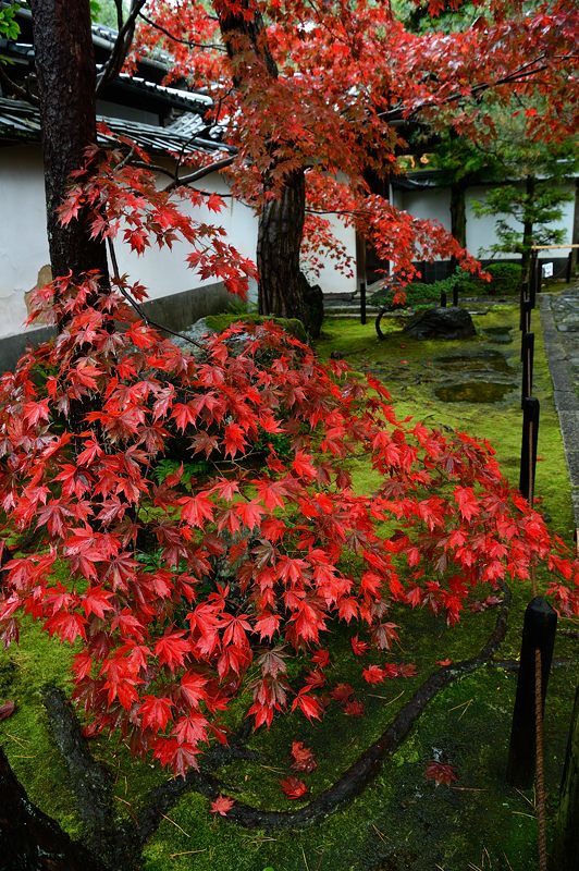 2016紅葉@花園 妙心寺塔頭・桂春院_f0032011_19421106.jpg