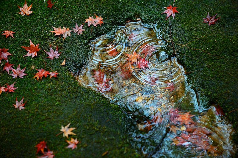 2016紅葉@花園 妙心寺塔頭・桂春院_f0032011_19421112.jpg