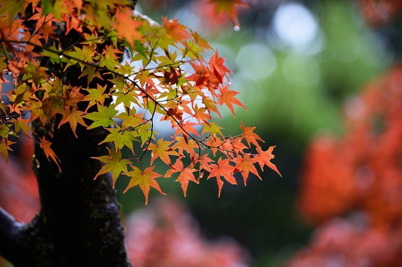 2016紅葉@花園 妙心寺塔頭・桂春院_f0032011_19421124.jpg