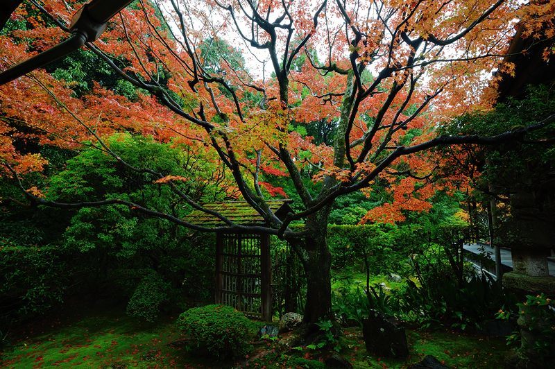 2016紅葉@花園 妙心寺塔頭・桂春院_f0032011_19421344.jpg