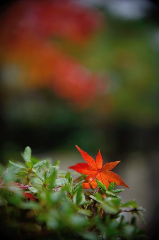 2016紅葉@花園 妙心寺塔頭・桂春院_f0032011_19421384.jpg