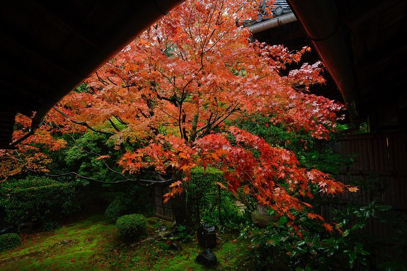 2016紅葉@花園 妙心寺塔頭・桂春院_f0032011_19421407.jpg