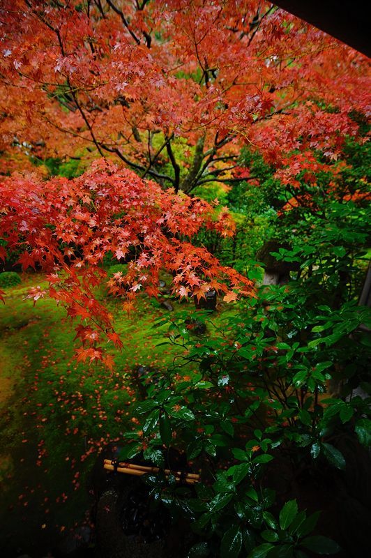 2016紅葉@花園 妙心寺塔頭・桂春院_f0032011_19421417.jpg