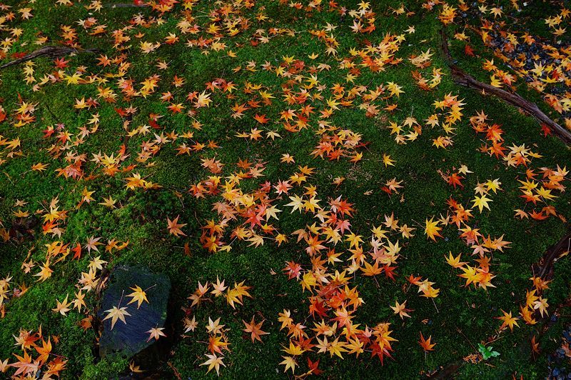2016紅葉@花園 妙心寺塔頭・桂春院_f0032011_19475062.jpg