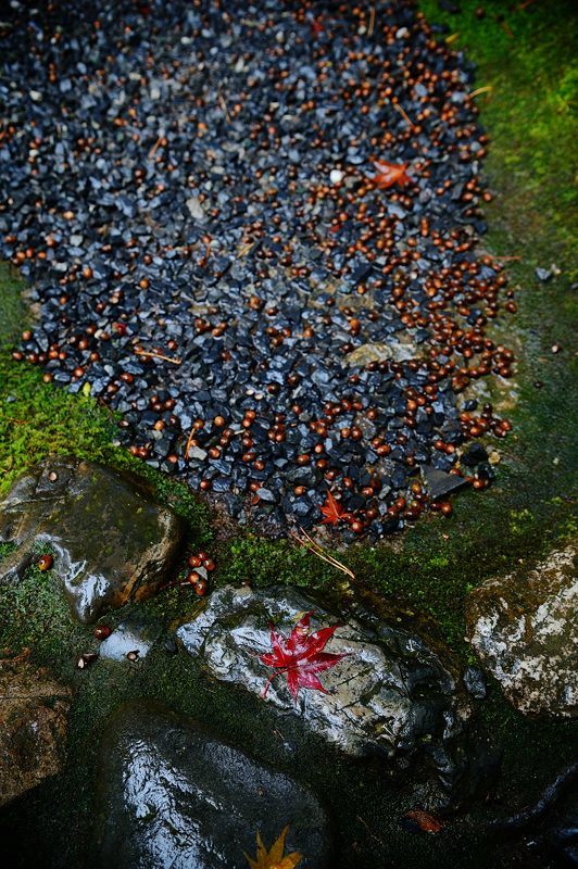 2016紅葉@花園 妙心寺塔頭・桂春院_f0032011_19475260.jpg